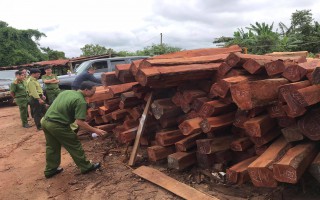 Vụ phát hiện 200m3 gỗ lậu ở Gia Lai: Bắt giam đối tượng bán gỗ cho doanh nghiệp