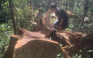 Gia Lai: Tan hoang rừng huyện Ia Grai