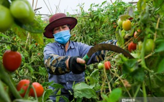 Hà Nội: Nông dân ngậm ngùi vứt bỏ củ cải, cà chua đầy đồng