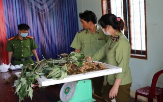 Kon Tum: Phát hiện loại củ giống sâm Ngọc Linh Kon Tum