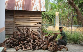 Người dân bị cấm khai thác cây tạp - Kỳ 2: Văn bản "bất khả xâm phạm"