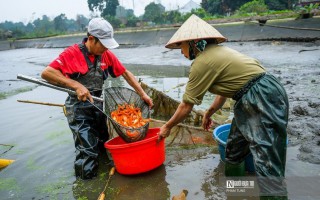 Cá chép đỏ cúng ông Công ông Táo ế, người dân buồn rầu tính phóng sinh