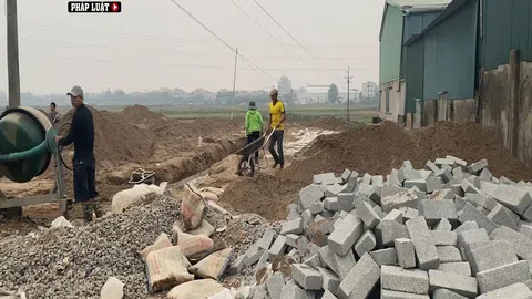 “Bán lúa non” có thể gây thiệt hại cho ngân sách Nhà nước