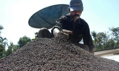 Tin vui xuất khẩu hạt tiêu của Việt Nam tháng 1 tăng mạnh