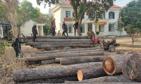 Gia Lai: Điều tra vụ 30 đối tượng khai thác gỗ trái phép