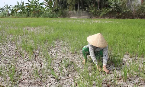Thủ tướng chỉ đạo ứng phó xâm nhập mặn cao điểm tại miền Tây và Tp.Hồ Chí Minh