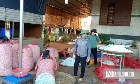 Hướng đi mới giúp nông dân Gia Lai thoát nghèo