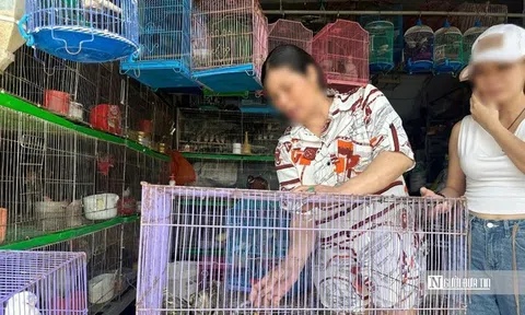 Chim trời “biến mất” khỏi chợ khi đoàn kiểm tra xuất hiện