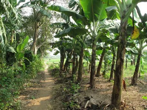 Điều tra vụ thi thể cụ bà 95 tuổi chôn trong vườn nhà của con trai