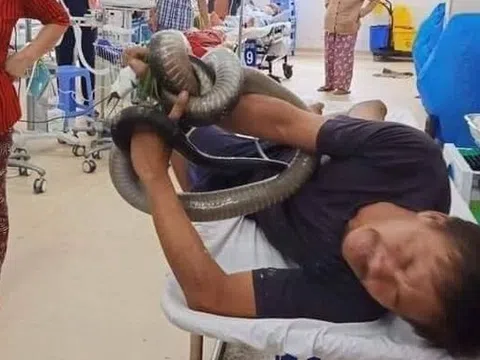 Bị hổ mang chúa cắn, người đàn ông xách luôn con rắn tới bệnh viện