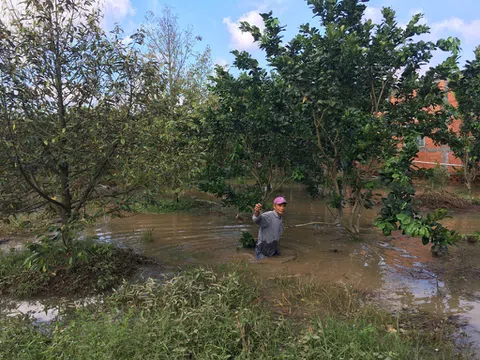 Bến Tre: Vỡ đê bao khiến hàng chục héc ta cây ăn trái chìm trong biển nước