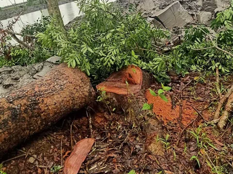 Cà Mau: Chặt 1 cây xà cừ bị phạt 20 triệu đồng, dân kiện Chủ tịch huyện ra tòa