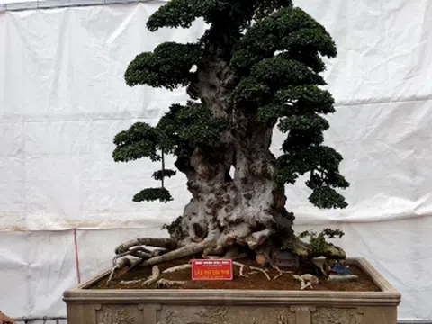 Cây duối "Lão mai đại thọ" 1000 năm tuổi bán giá 7 tỷ đồng, giá thực hay chiêu trò đại gia thổi giá?