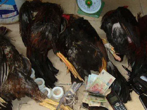 Đề nghị truy tố đối tượng hứa "chạy án" cho chủ trường gà với giá 1 tỷ đồng