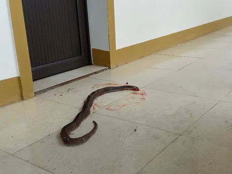 Hà Tĩnh: Sau lũ lụt, rắn độc thi nhau "bỏ tổ" trốn vào nhà dân, văn phòng