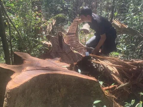 UBND tỉnh Gia Lai chỉ đạo kiểm tra vụ phá rừng huyện Ia Grai