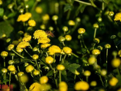 Ngắm cánh đồng cúc tiến vua nở rộ