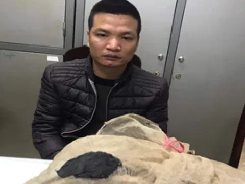 Hà Nội: Bắt giữ đối tượng vận chuyển cày vằn quý hiếm