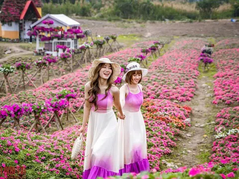 Hà Nội: Ngỡ ngàng cánh đồng hoa ngọc thảo đẹp như cổ tích