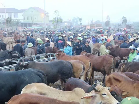 Ghé thăm phiên chợ trâu xuyên quốc gia độc đáo ở xứ Nghệ