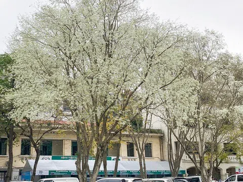 Ngắm hoa sưa trắng cả góc phố Hà Nội