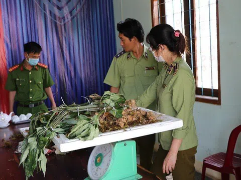 Kon Tum: Phát hiện loại củ giống sâm Ngọc Linh Kon Tum