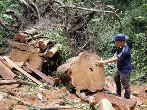 Gia Lai: Khởi tố vụ triệt hạ cây gỗ hương quý hiếm
