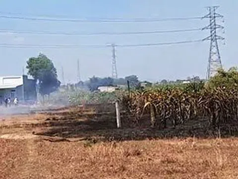 Bình Thuận: Cháy hơn 700 trụ thanh long vì đốt rác