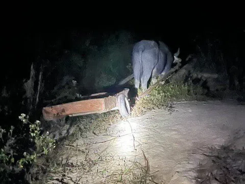 Đắk Lắk: Phát hiện thêm vụ phá rừng quy mô lớn