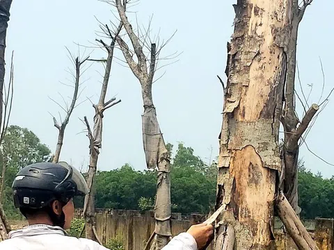 Phản cảm những cây phượng trụi lá, tróc vỏ ngay cửa ngõ vào TP.Huế