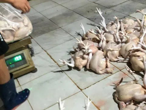 TP.Vũng Tàu: Lò mổ gia cầm trái phép hoạt động trong khu dân cư