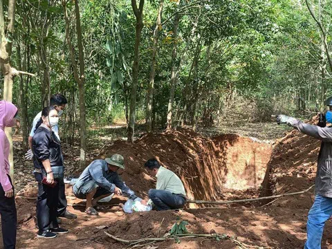 Hơn 100 con heo chết chưa rõ nguyên nhân được đem đi chôn