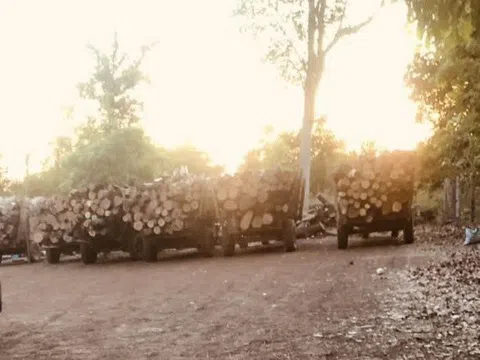 Bắt giữ đoàn xe công nông độ chế chở lâm sản không rõ nguồn gốc