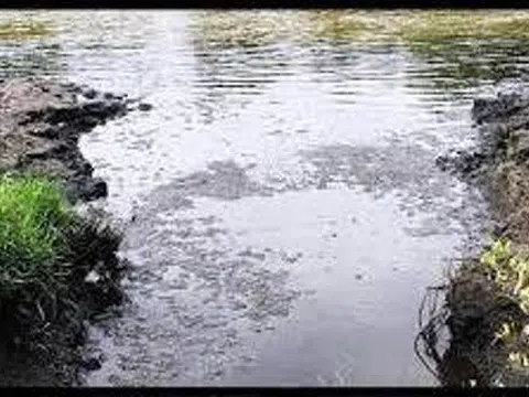 Cà Mau: Xử phạt công ty thủy sản xả thải ra môi trường 608 triệu đồng