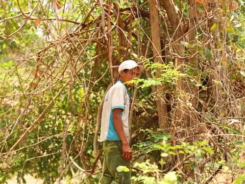 Người dân bị cấm khai thác cây tạp - Kỳ 1: Lệnh cấm của chính quyền