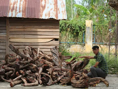 Người dân bị cấm khai thác cây tạp - Kỳ 2: Văn bản "bất khả xâm phạm"
