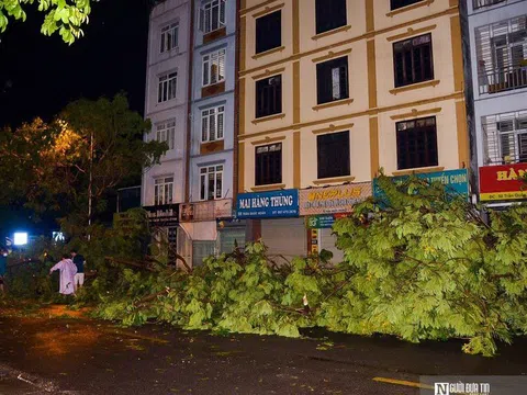 Hà Nội: Cây đổ la liệt sau mưa lớn