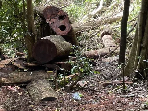 Gia Lai: Khởi tố vụ “lâm tặc” khai thác gỗ hương trong Vườn Quốc gia