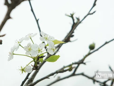Hoa lê rừng xuống phố phục vụ người dân “chơi Tết” sớm