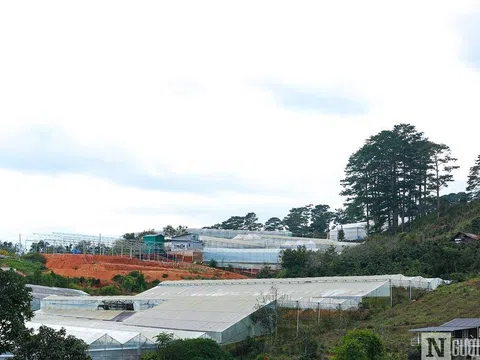 Lâm Đồng: Khẩn trương rà soát, xử lý công trình nhà kính, nhà lưới trên đất lâm nghiệp