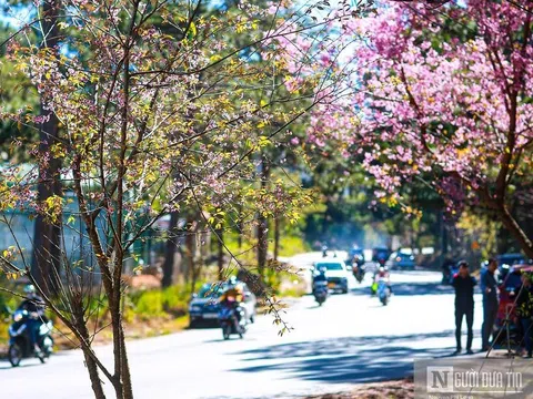 Ngắm mai anh đào nở rộ trên xứ sở sương mù