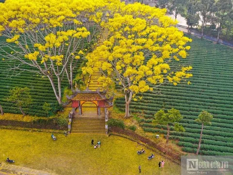 Hoa phượng vàng ở Lâm Đồng nở rộ ngày đầu xuân Nhâm Dần