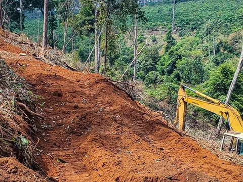 Lâm Đồng: Phát hiện vụ chặt phá cây rừng, san gạt đất trái phép