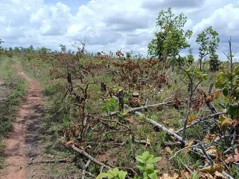 Đắk Lắk: Phát hiện 100 ha rừng bị tàn phá nghiêm trọng