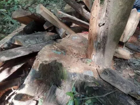 Gia Lai: Truy nã 3 đối tượng khai thác gỗ quý hiếm