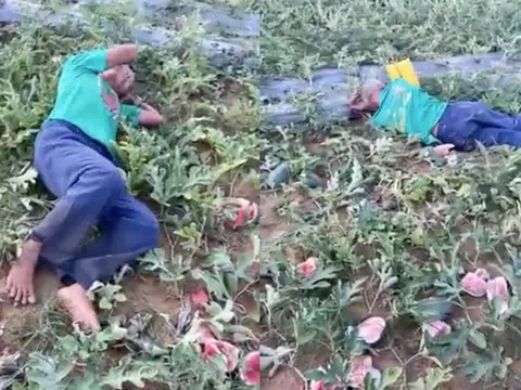 Vụ ruộng dưa bị phá: Bắt nhóm đối tượng, hé lộ nguyên nhân bất ngờ