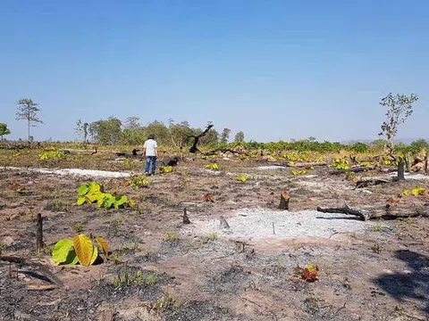 Gia Lai: Hơn 1.200 héc ta rừng tự nhiên bị "xóa sổ"