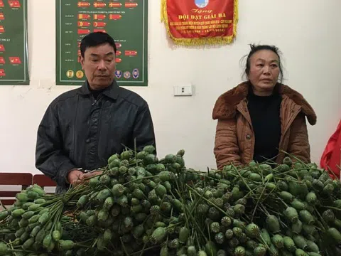 Hành trình bắt giữ cặp vợ chồng “nhập khẩu” 18 kg quả thuốc phiện tươi