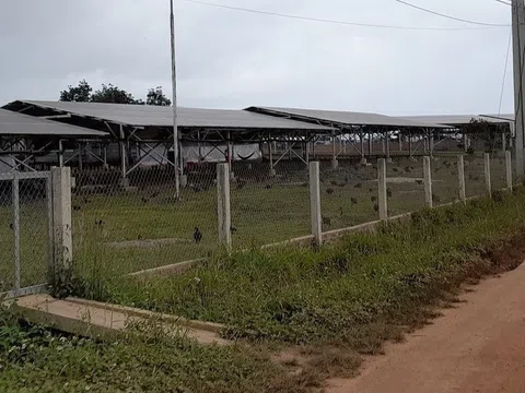 Hàng loạt trang trại chưa trồng trọt, chăn nuôi đã đấu nối điện lưới