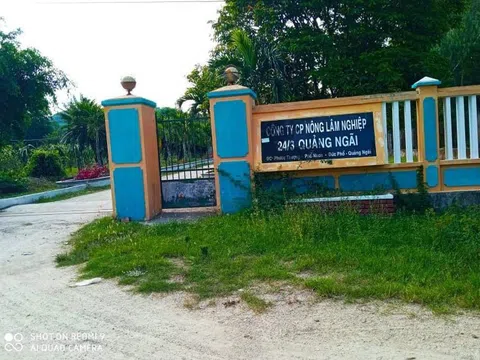 Công ty CP Nông lâm Nghiệp 24/3 Quảng Ngãi lên tiếng phản hồi